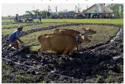 Gambar 3. Peran sapi bali dibidang peranian (Handiwirawan 2004).