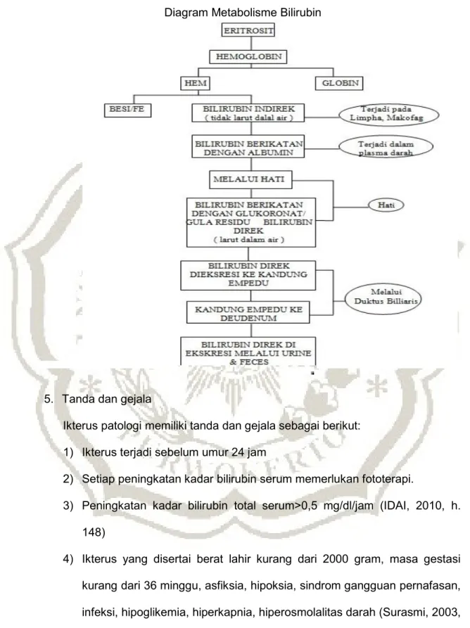 Diagram Metabolisme Bilirubin 