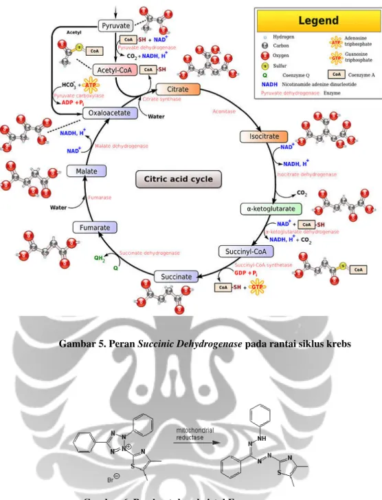 Gambar 5. Peran Succinic Dehydrogenase pada rantai siklus krebs 