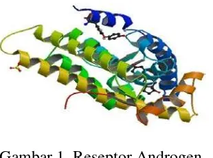Gambar 1  Reseptor Androgen 