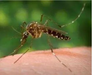 Gambar 2.1. Nyamuk Aedes Aegypti 