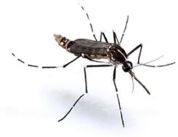 Gambar 2.2. Nyamuk Aedes Albopictus 