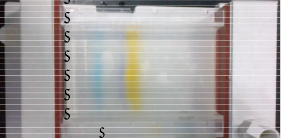 Gambar 2:  Hasil elektroforesis 