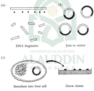 Gambar 1.3 Kloning Fragmen DNA (Desmond)