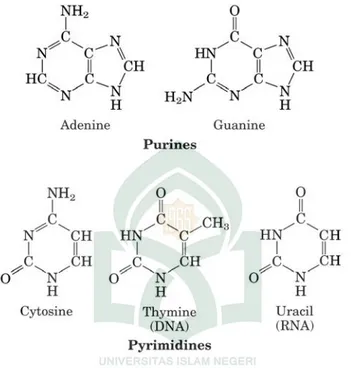 Gambar 2.3. Struktur Purin dan Pyrimidin (Adenin dan Guanin;