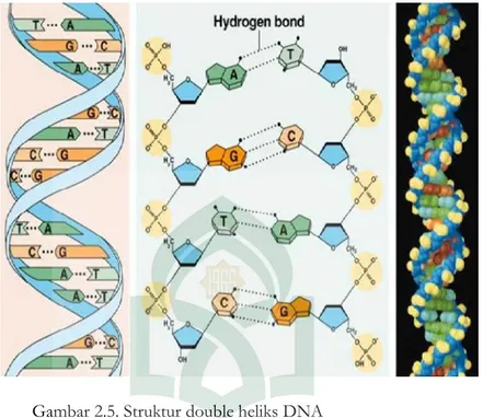 Gambar 2.5. Struktur double heliks DNA