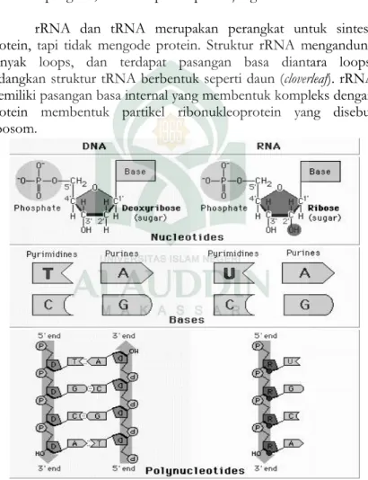 Gambar 2.6. Perbedaan DNA dan RNA