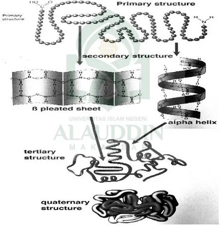 Gambar 2.8. Tingkatan struktur protein