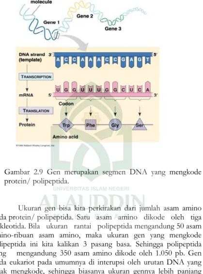 Gambar  2.9 Gen merupakan  segmen  DNA yang mengkode protein/ polipeptida.