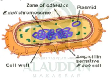 Gambar 2.10 Kromosom E. coli