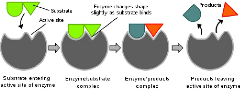 Diagram yang menggambarkan hipotesis ketepatan induksi.