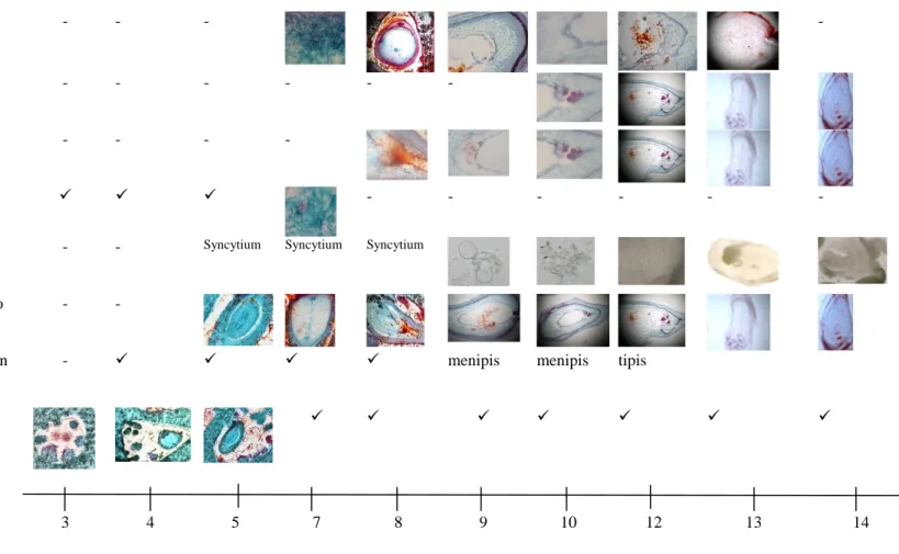 Gambar 2. Perkembangan endosperma, embrio zigotik dan nuselar pada buah/biji muda jeruk Siam Simadu 2-14 MSA