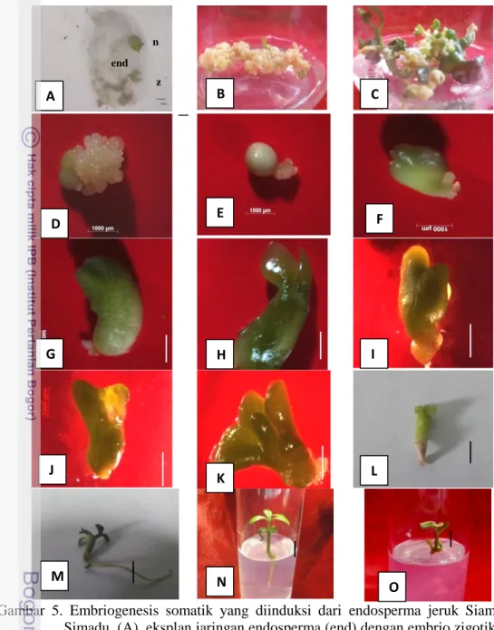 Gambar  5.  Embriogenesis  somatik  yang  diinduksi  dari  endosperma  jeruk  Siam  Simadu