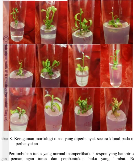 Gambar 8. Keragaman morfologi tunas yang diperbanyak secara klonal pada media   perbanyakan  
