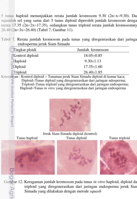 Tabel  7.  Rerata  jumlah  kromosom  pada  tunas  yang  diregenrasikan  dari  jaringan  endosperma jeruk Siam Simadu   