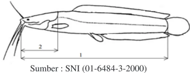 Tabel 1. Perlakuan persilangan antara ikan lele Afrika  strain sangkuriang (S) dan Mesir (M)