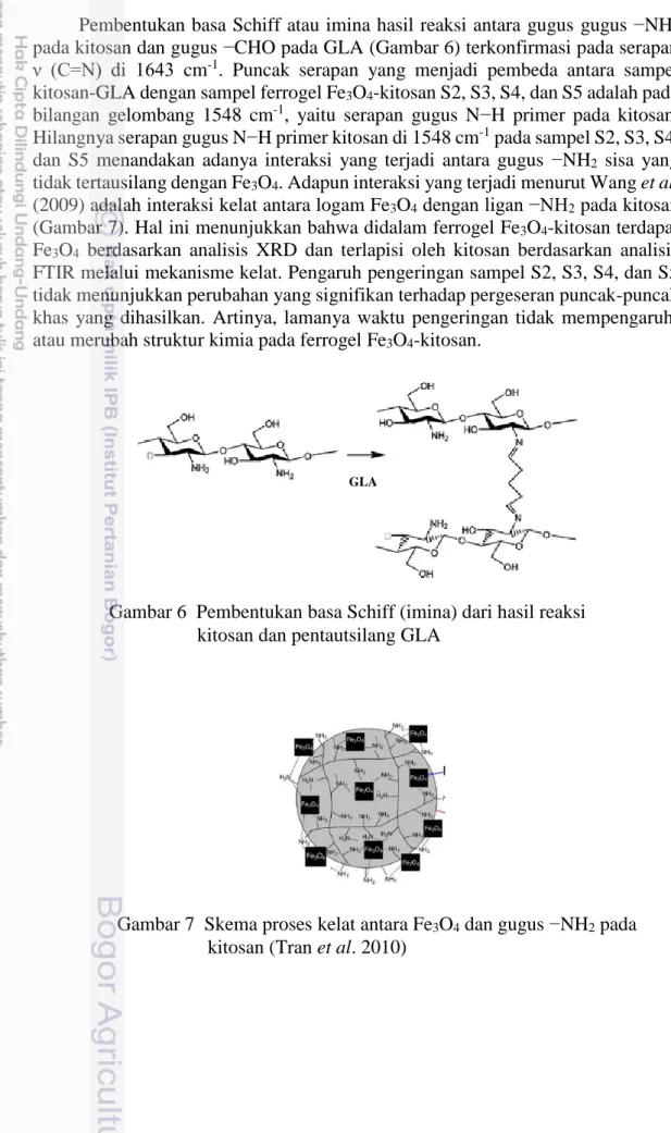 Gambar 6  Pembentukan basa Schiff (imina) dari hasil reaksi  kitosan dan pentautsilang GLA  