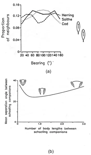 Gambar  12.    Posisi  antar individu  untuk tiga jenis ikan, seithe, herring dan cod  dilihat dari pandangan (a) atas (horisontal)  dan  (b) vertical  (Partridge et al., 1980)