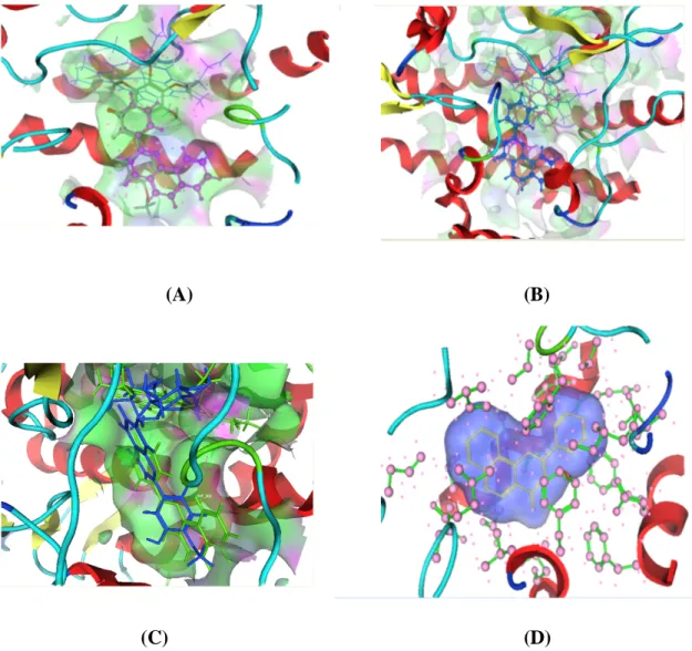 Gambar 3.  Interaksi 3 Dimensi Senyawa Uji pada binding site α-naphtoflavon dalam pocket CYP1A2: (A) Tangeretin (B) Nobiletin (C) Hesperidin (D) Naringin