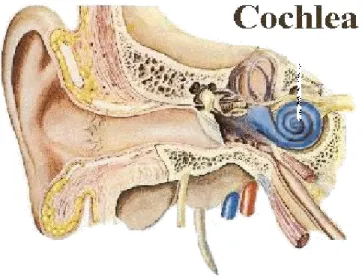 Gambar 2. Anatomi Telinga