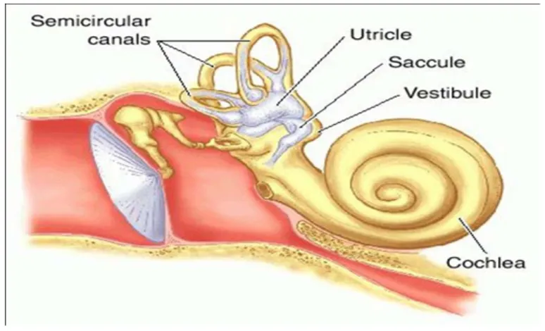 Gambar 3 . Anatomi Telinga Dalam (dikutip dari kepustakaan 6) Anatomi Sinus Paranasalis