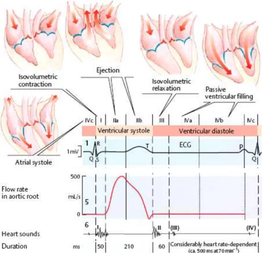 Gambar 3: Pembentukan suara pada siklus jantung (Despopoulos, Silbernagl; 2003) 