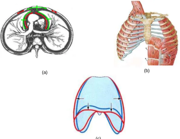 Gambar 1:  Hubungan fungsional vibrasi kardiorespirasi, (diadaptasi dari Weinhaus., 2004), a) arah  sumber  gerakan  (panah  merah)  dan  osilasi  pada  rongga  torak  (panah  hijau),  b)  arah  gerak  otot  pernafasan  pada  kondisi  inspirasi  dan  ekspi