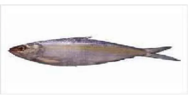 Gambar 2. Ikan 