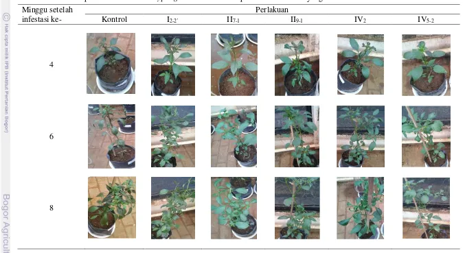 Tabel 1 Kompensasi kerusakan Polyphagotarsonemus latus pada tanaman cabai yang diinokulasi cendawan endofit 