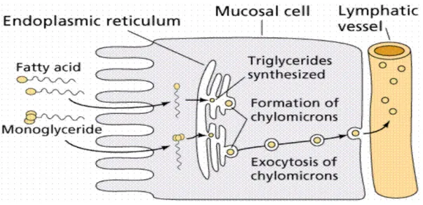 Gambar 8. Mekanisme Penyerapan Lipid 3 Sumber : http://fatabsorb_2.google.com/ imgres 