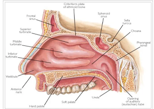 Gambar 2.1 Tulang dan tulang rawan hidung                         Gambar 2.2 Bagian dalam hidung