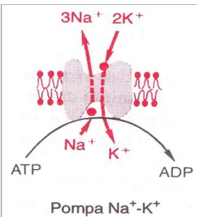Gambar 3.2 Pompa Elektrogenik 