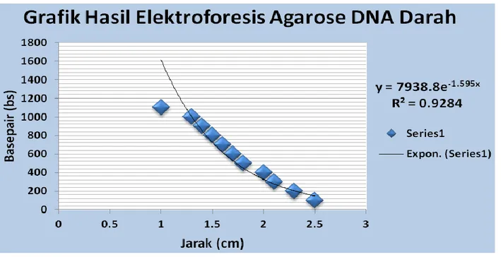 Grafik Hasil Elektroforesis Agarose DNA Darah 