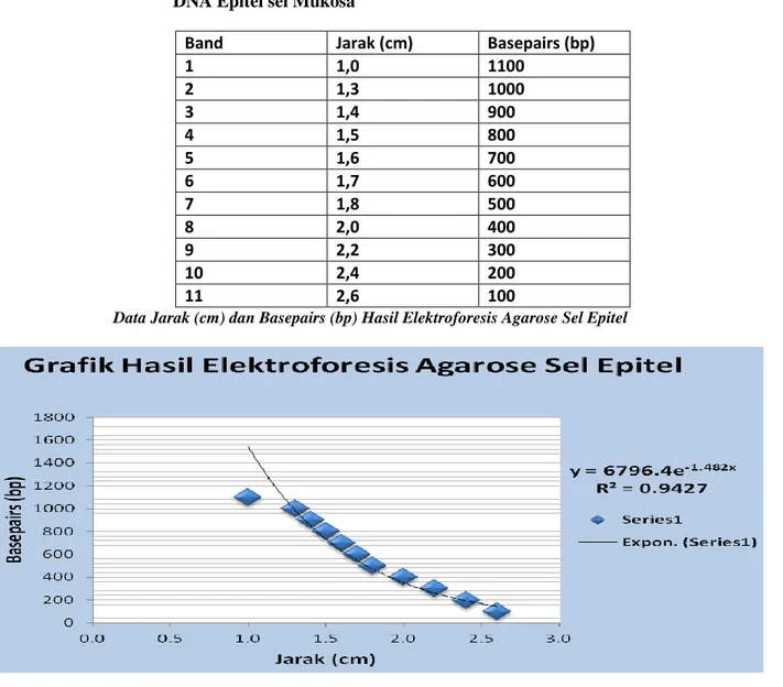 Grafik Hasil Elektroforesis Agarose Sel Epitel 