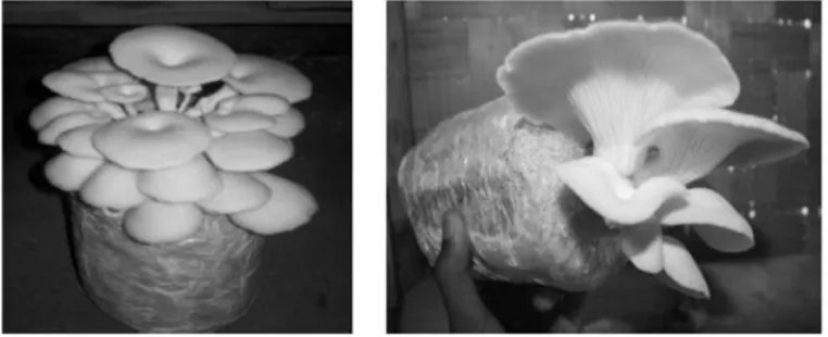 Gambar 1. Bentuk fisik jamur tiram (king oyster mushroom)  Suhu dan kelembaban 