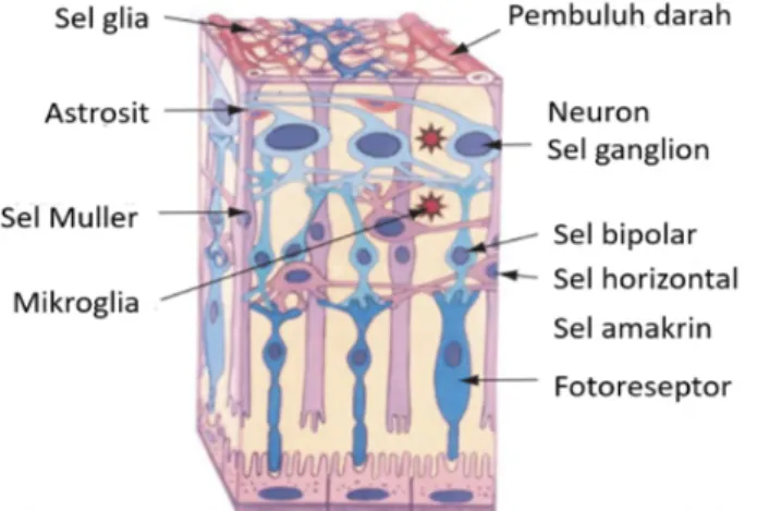 Gambar 3. Tiga kelompok utama sel retina: sel glial (sel M ü ller, astrosit, dan   mikroglia);  neuron  (fotoreseptor,bipolar,  horizontal,  amakrin,  dan   sel ganglion); dan sel (perisit dan sel endotel)