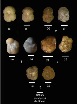 Gambar 4.  Foraminifera  Planktonik  sebagai  biodatum  di  daerah  penelitian.  (1)  Globigerinoides subquadratus Bronniman, (2) Globorotalia siakensis  (Leroy),  (3)  Globorotalia  mayeri  Cushman  &amp;  Ellisor,  (4)  Globorotalia  menardii  (d’Orbigny