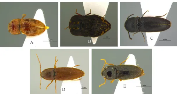 Gambar 3.  Morfospesies kumbang elaterid yang ditemukan pada lanskap TNBD dan Hutan Harapan