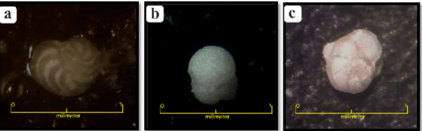 Gambar 4. Fosil foraminifera pada sampel KPK02, (a) Cibicideslobatulus , (b) Globigerinoide strilobus, (c) Globorotalia  plesiotumida