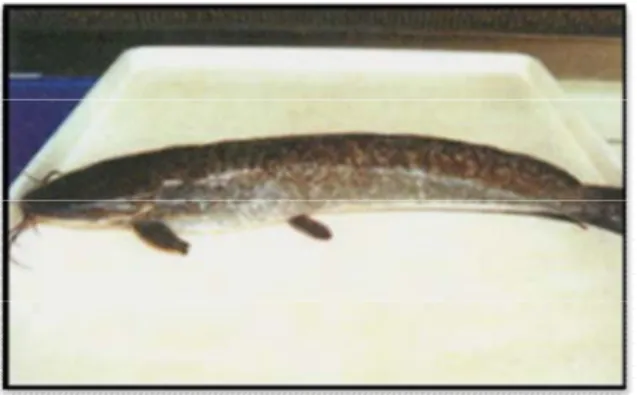 Gambar 1. Gambar ikan lele dumbo (Clarias gariepinus). 