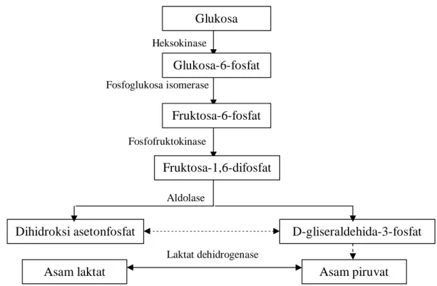 Gambar 3. Proses glikolisis pada daging ikan (Eskin 1990) 