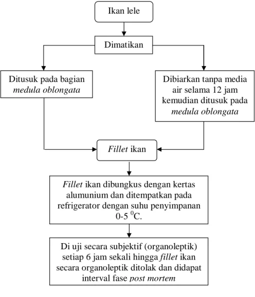 Gambar 5.  Diagram alir penentuan titik pengamatan Ikan lele 