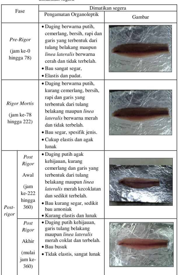 Tabel 8. Fase post mortem  fillet  ikan lele dumbo dengan perlakuan   dimatikan segera 