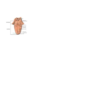 Gambar 4. Anatomi Lidah