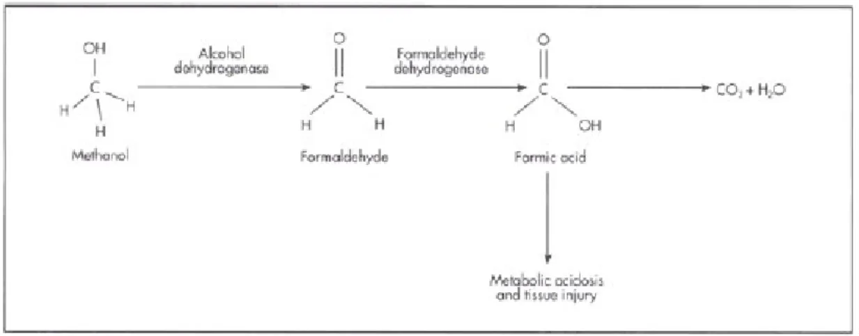 Gambar 7.  Metabolisme Metanol