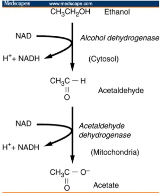 Gambar 8. Metabolisme Etanol