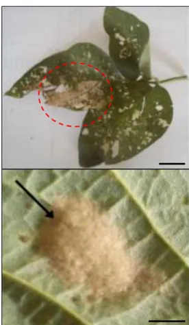 Gambar  1.  Daun  kedelai  yang  terserang  larva  (ditunjukkan dengan lingkaran warna merah) (a)  dan telur Spodoptera litura yang diperoleh dari  lapang (ditunjukkan dengan tanda panah warna  hitam)