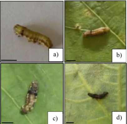 Gambar 2. Larva Spodoptera litura yang belum masih sehat (a) dan menunjukkan gejala keracunan (b- (b-c) dan mati (d) karena aplikasi ekstrak daun bintaro (Cerbera odollam)