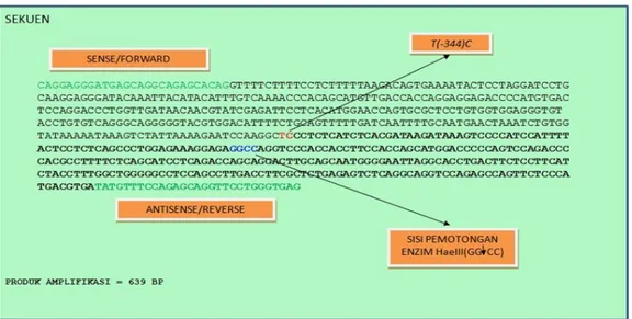 Gambar 3. Sekuen varian T-344C gen STOX-1 dengan posisi titik potong enzim restriksi HaeIII  berdasarkan sekuens referensi NCBI: NG_008374.1