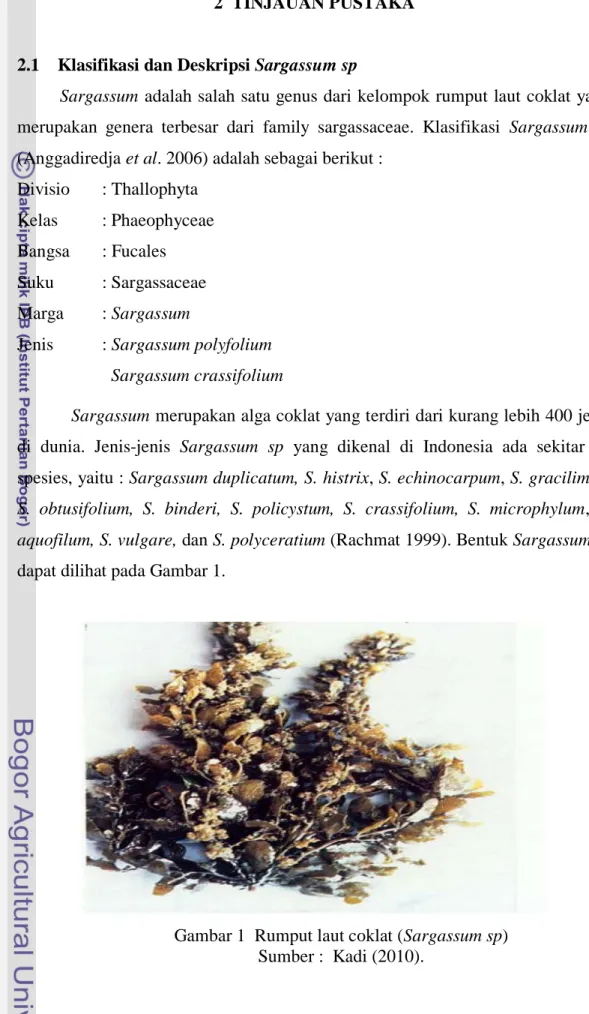 Gambar 1  Rumput laut coklat (Sargassum sp)              Sumber :  Kadi (2010). 